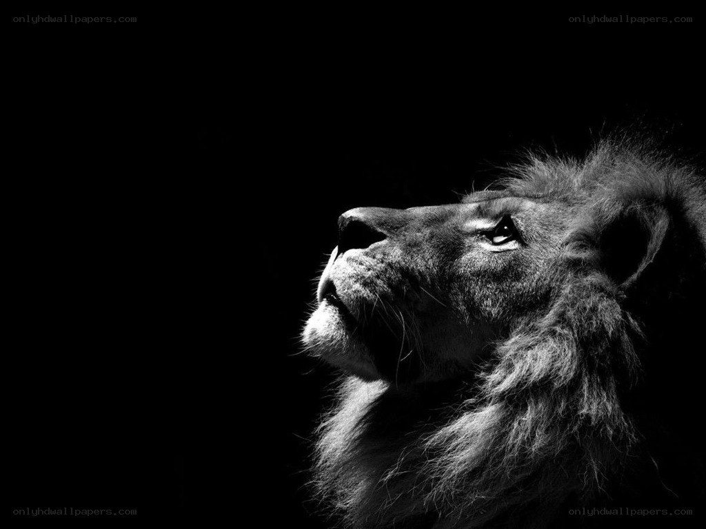lion in black and white
