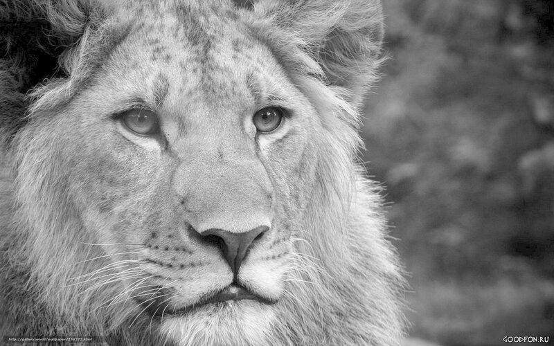 Lion in Black and White — Serious