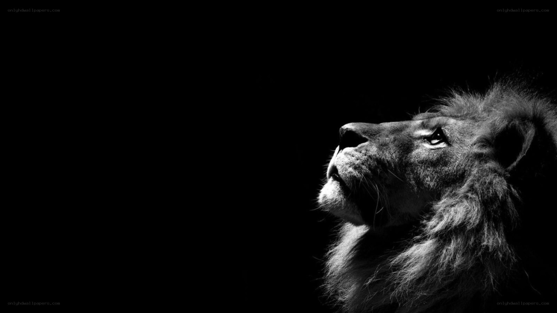 lion in black and white