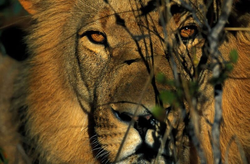 Lion in Bushes — Brown