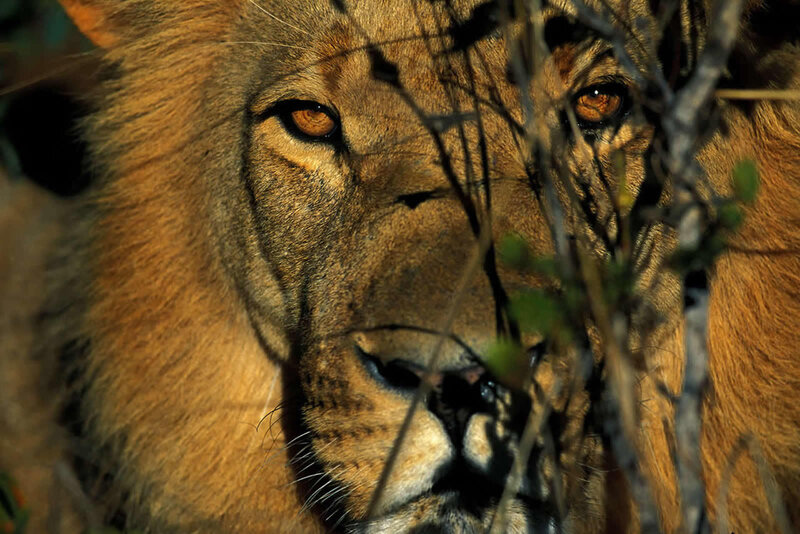 Lion in Bushes