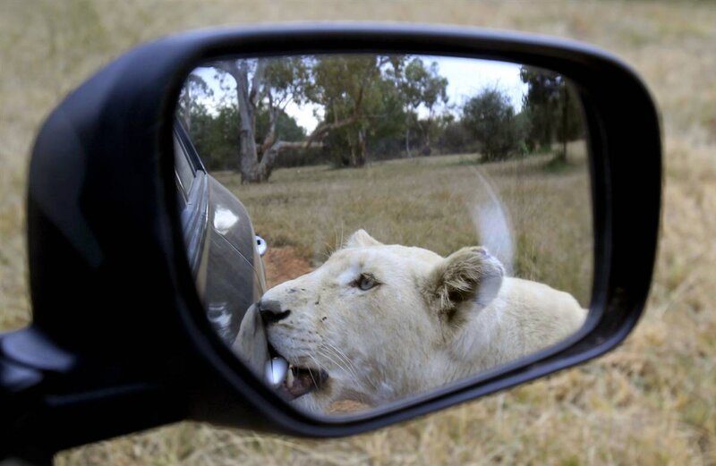 Lion in car mirror reflection