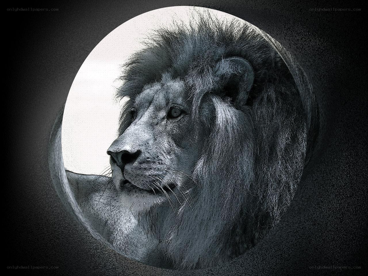 lion in circular frame