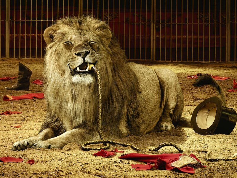 Lion in Circus Ring — Brown, Dramatic, Photograph, Cage, Hat, Rope