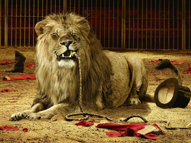 Lion in Circus Ring — Brown, Dramatic, Photograph, Cage, Hat, Whip