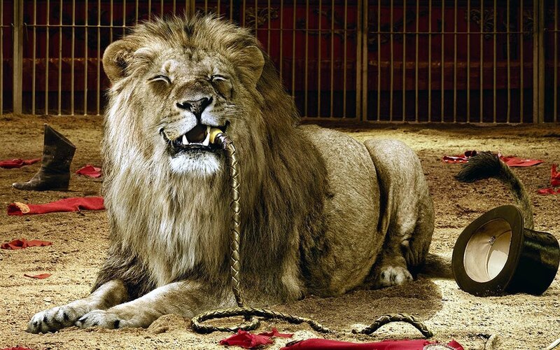 Lion in Circus Ring — Brown