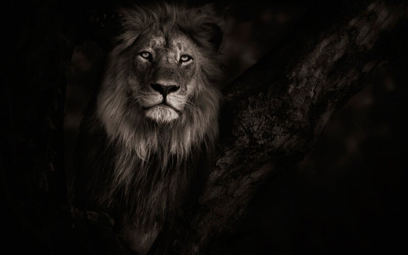 Lion in Dark Forest