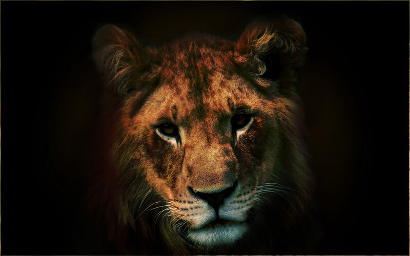 lion in dark light