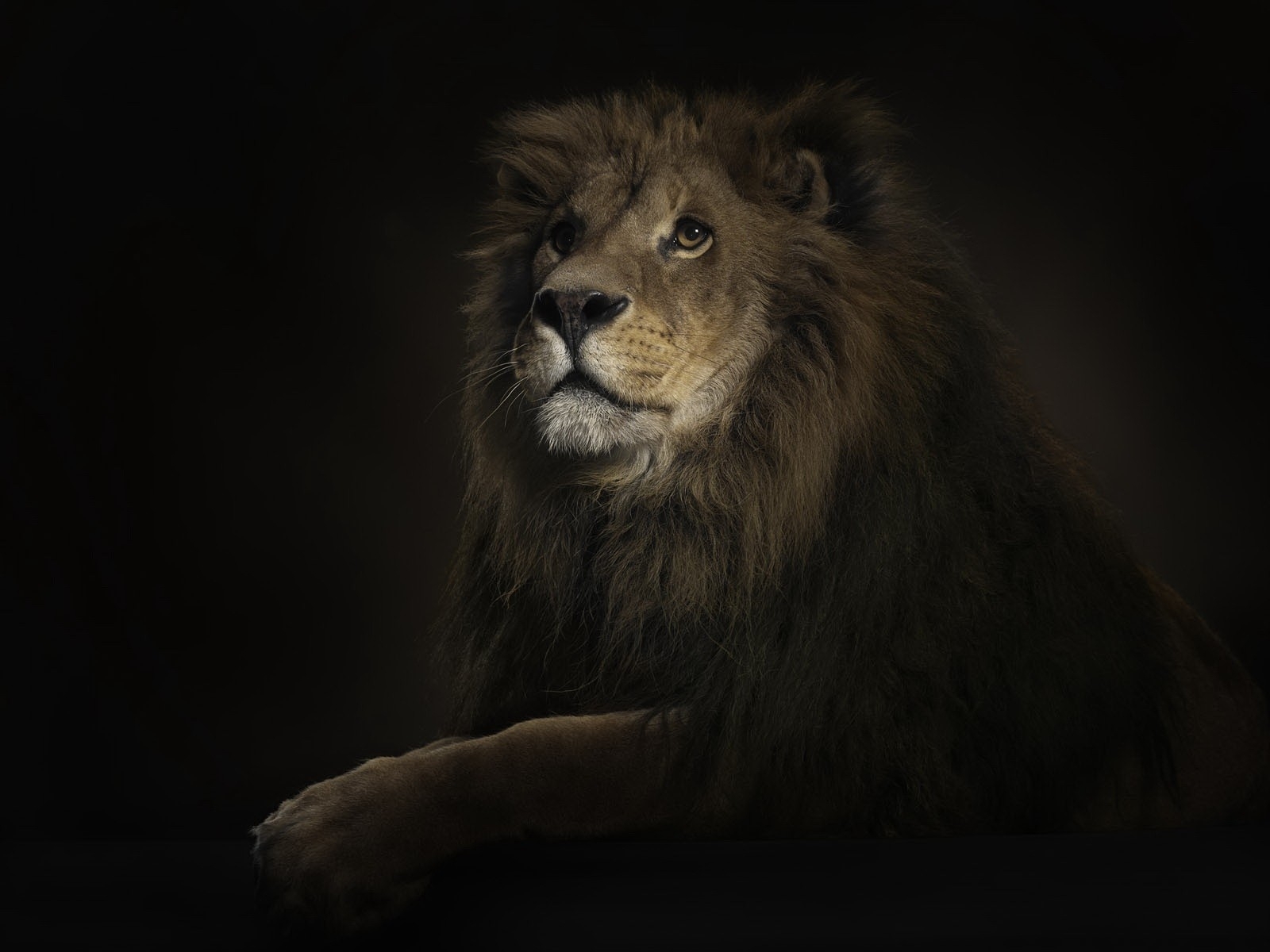 Lion in dark setting
