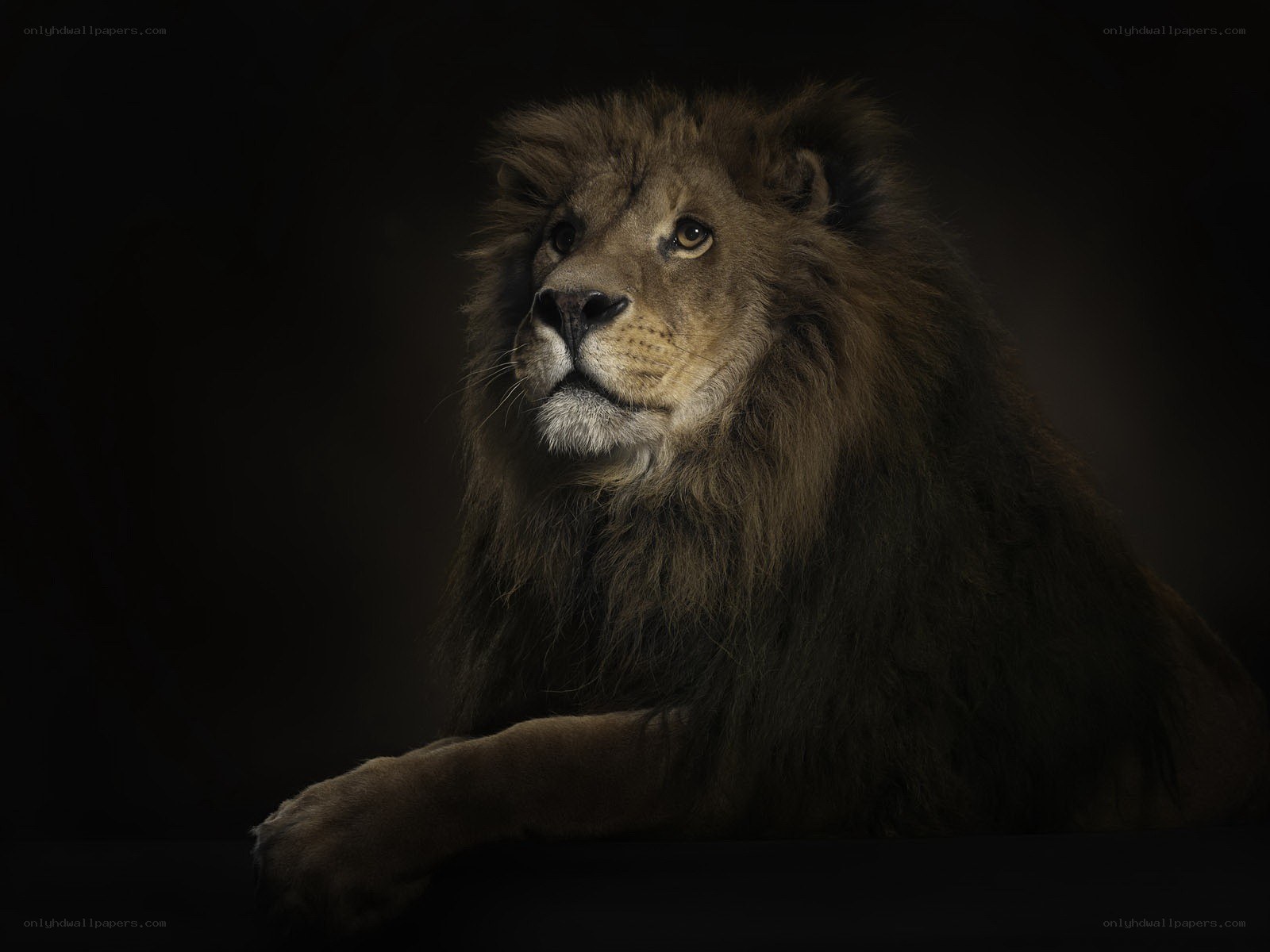 Lion in dark setting