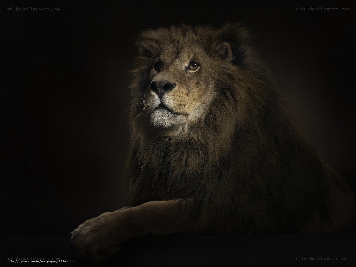 Lion in dark setting