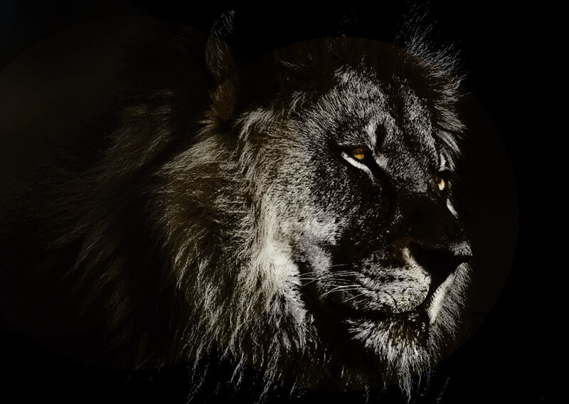 lion in dark silhouette