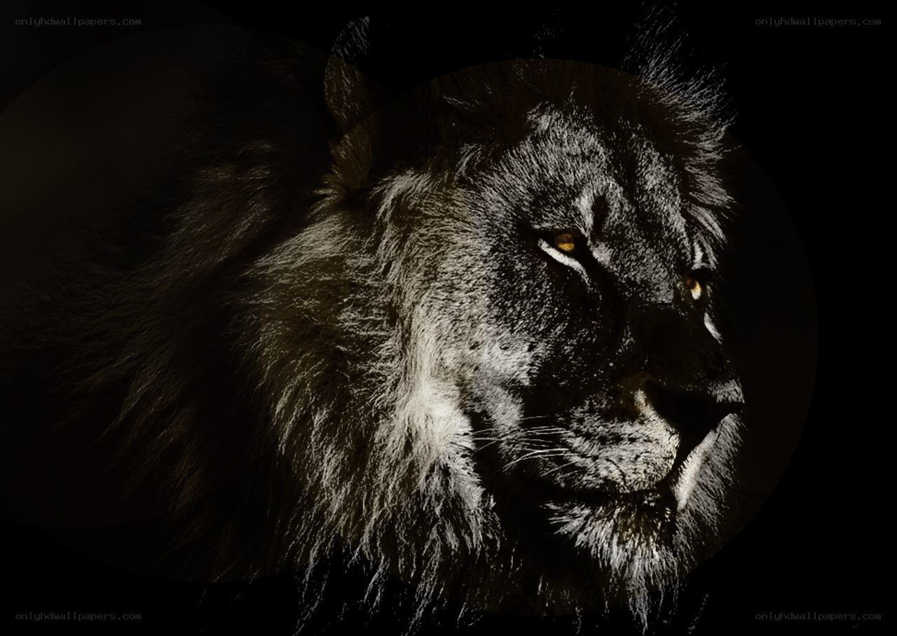lion in dark silhouette
