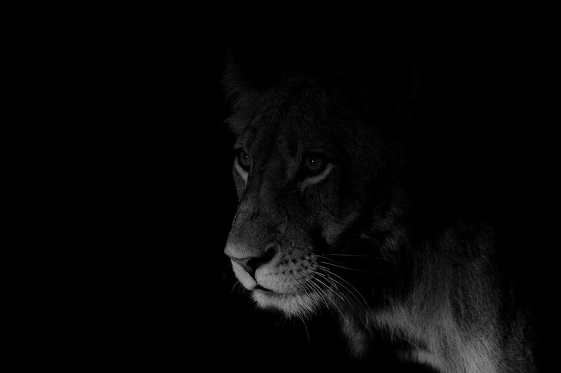 Lion in Darkness