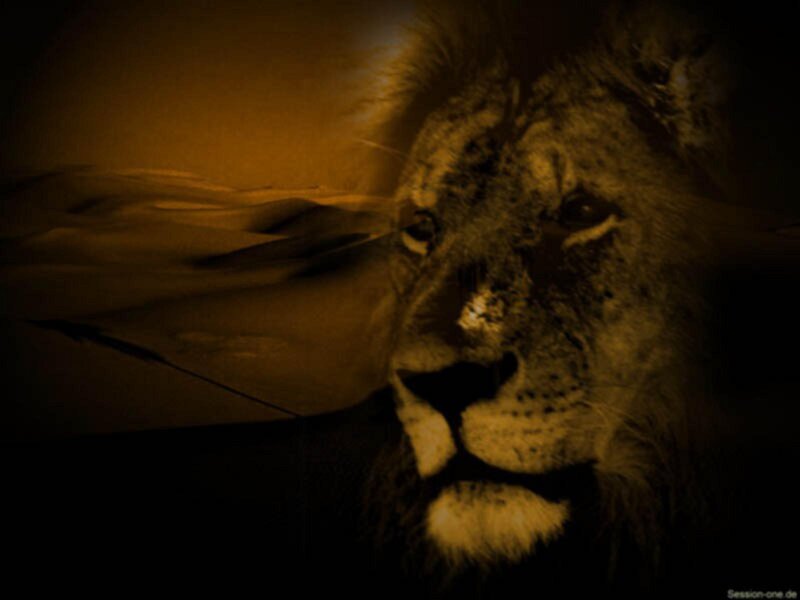 Lion in Desert