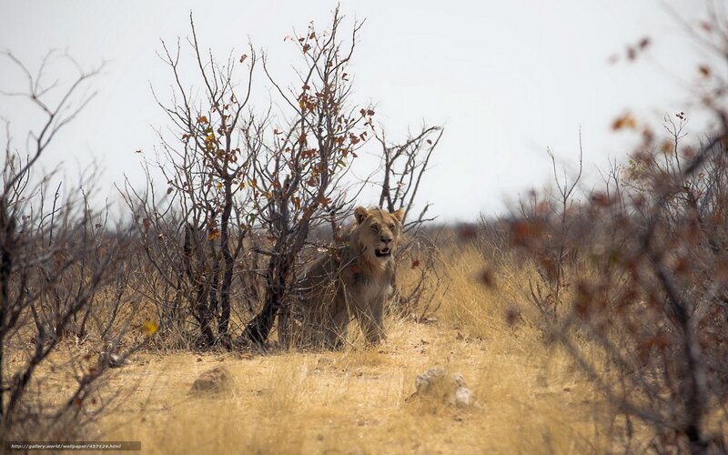 Lion in Dry Bush