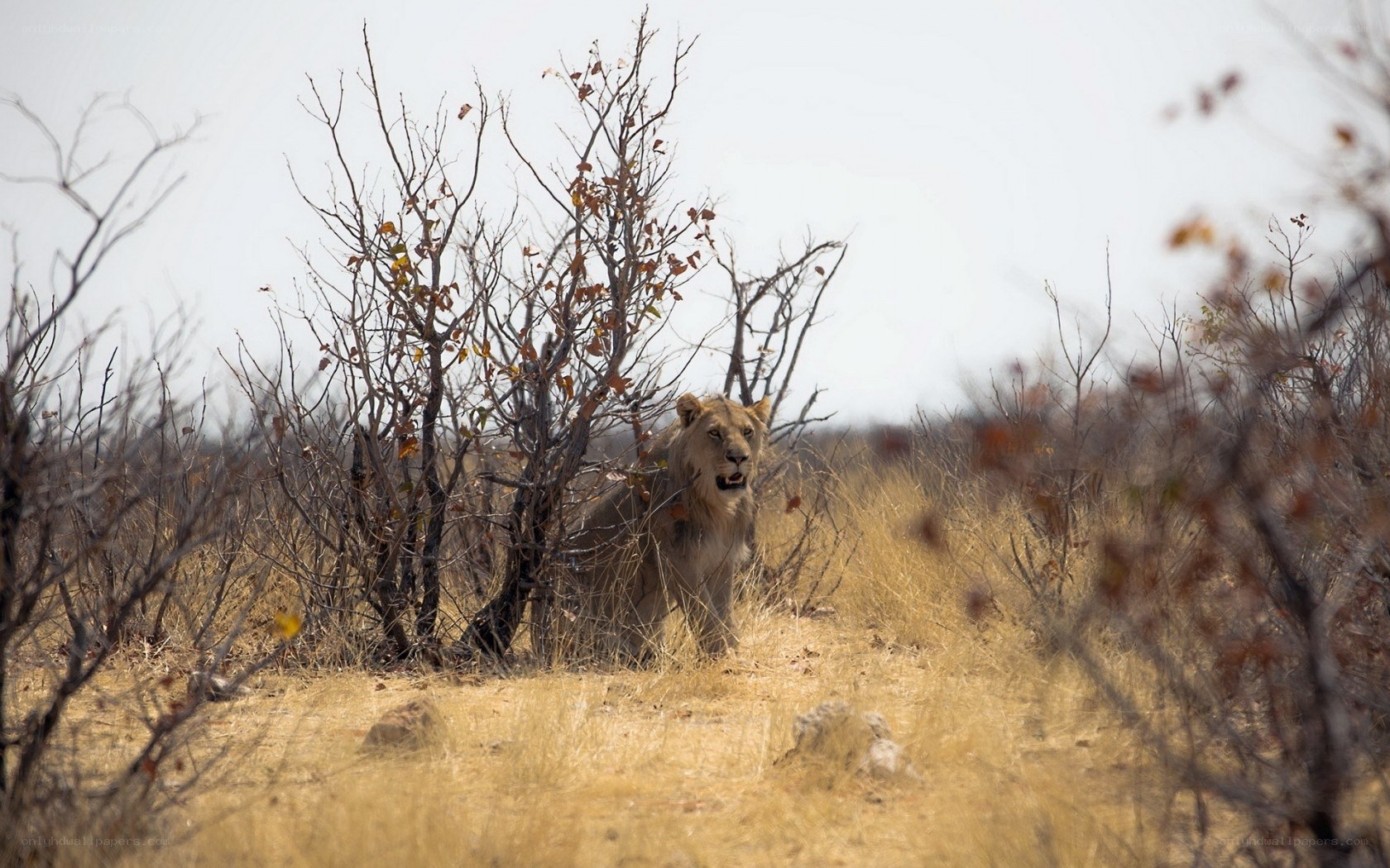 Lion in dry bushland