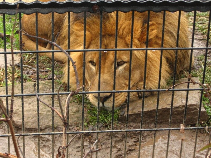 Lion in Enclosure