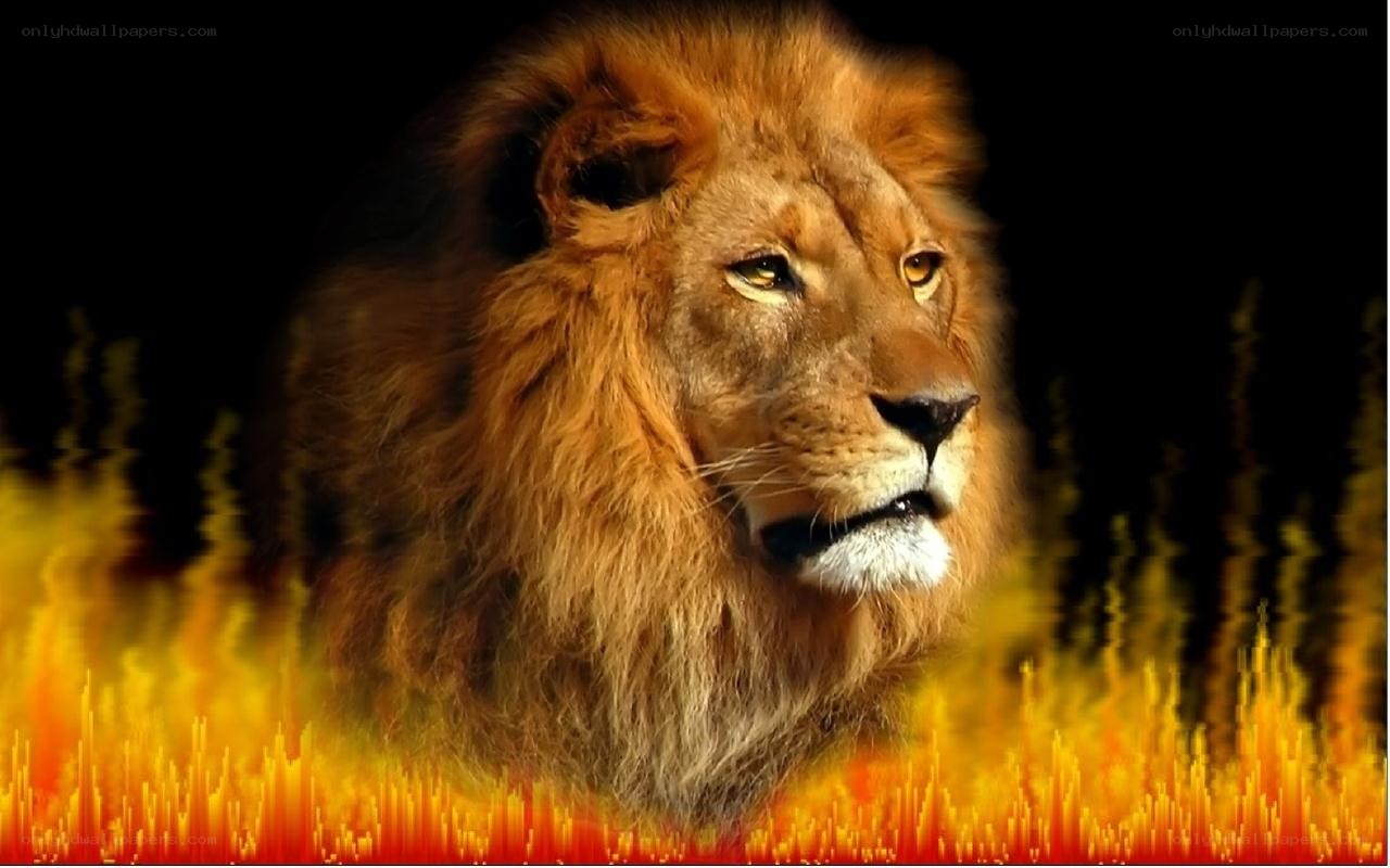Lion in fiery landscape