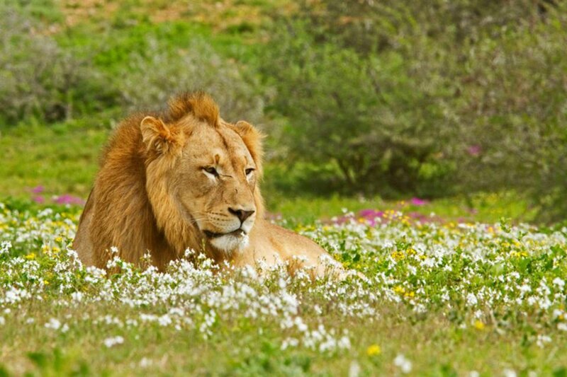 Lion in Flowers