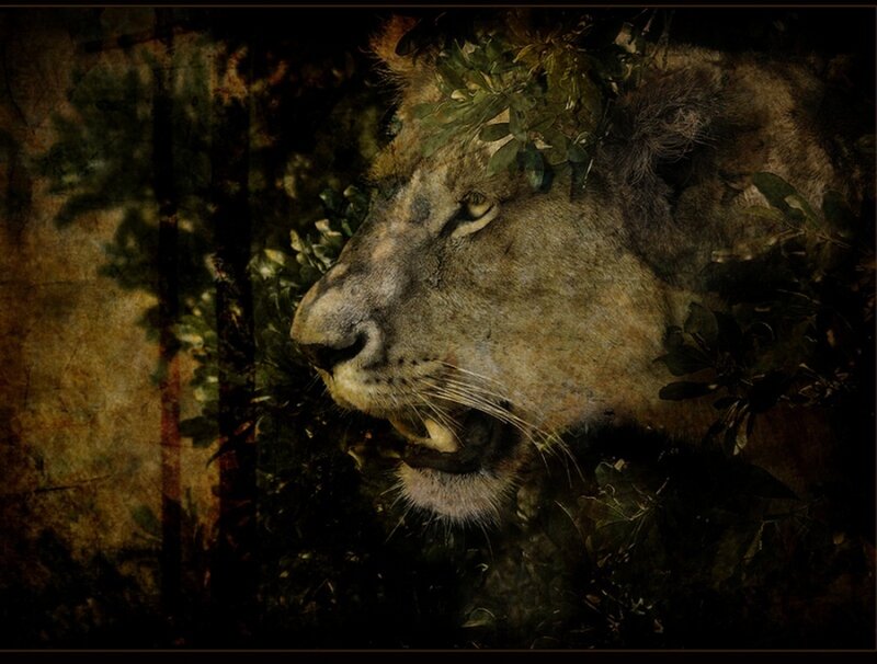 Lion in Foliage