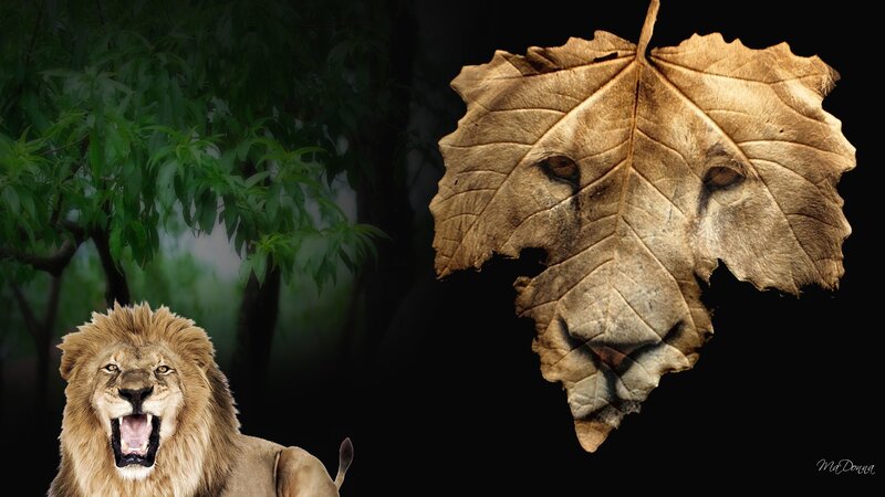 Lion in Forest