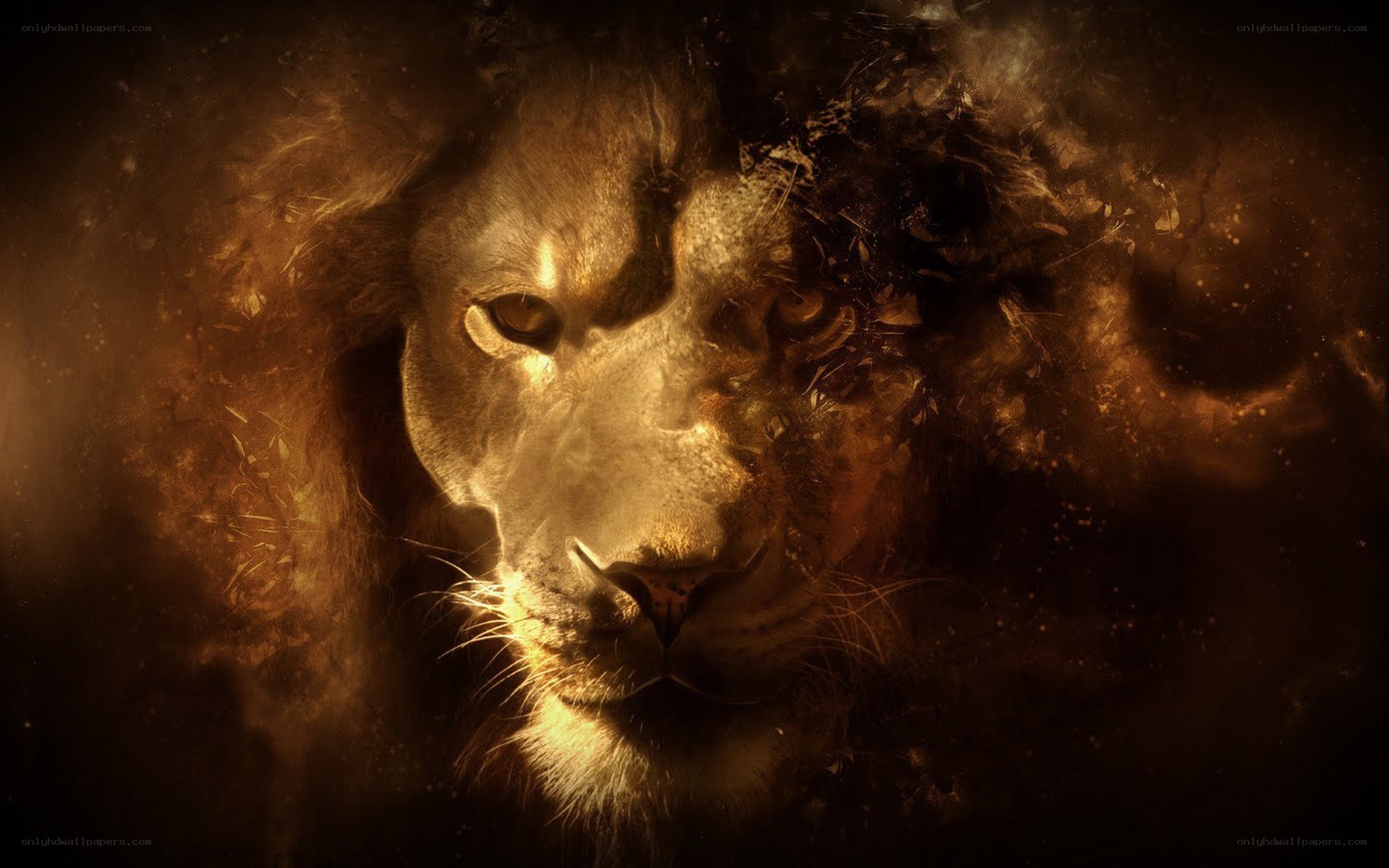 Lion in golden dust