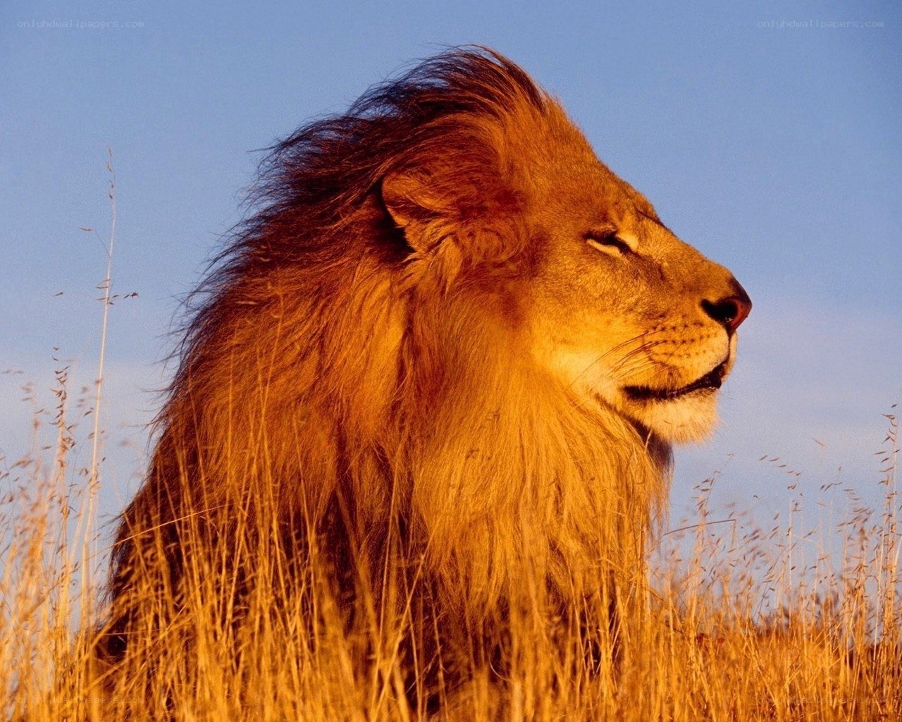 Lion in golden grass