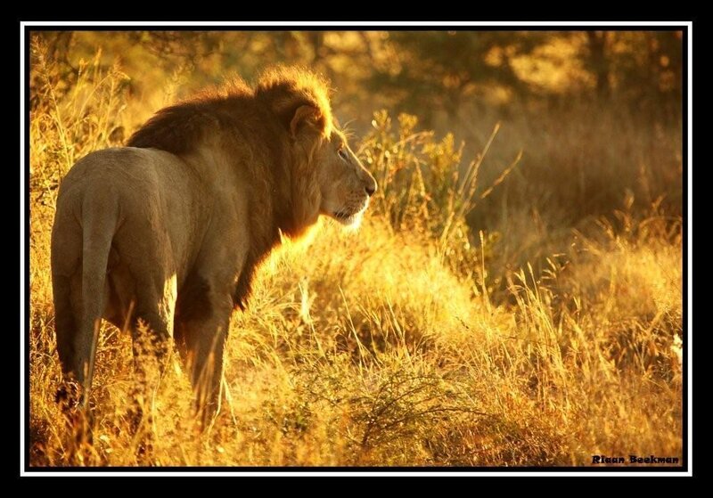 Lion in golden grass