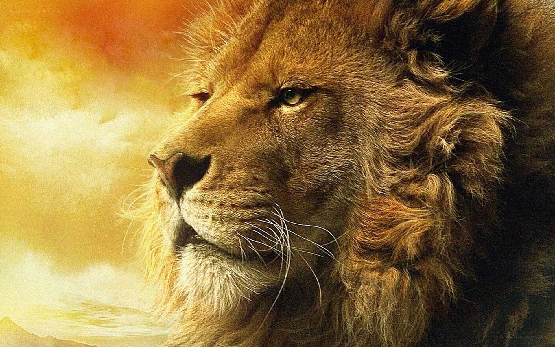 Lion in golden light