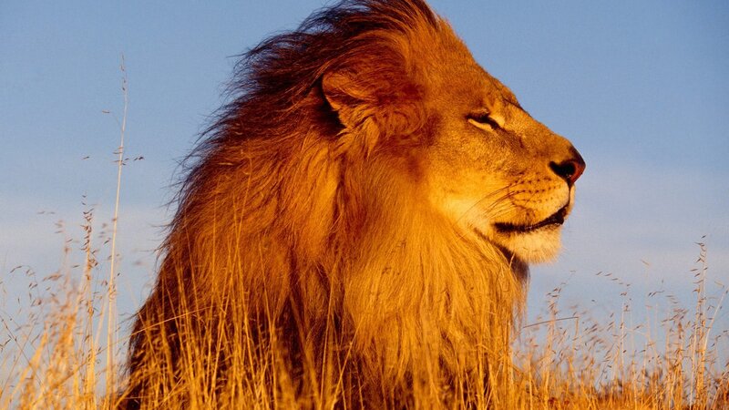 Lion in golden light