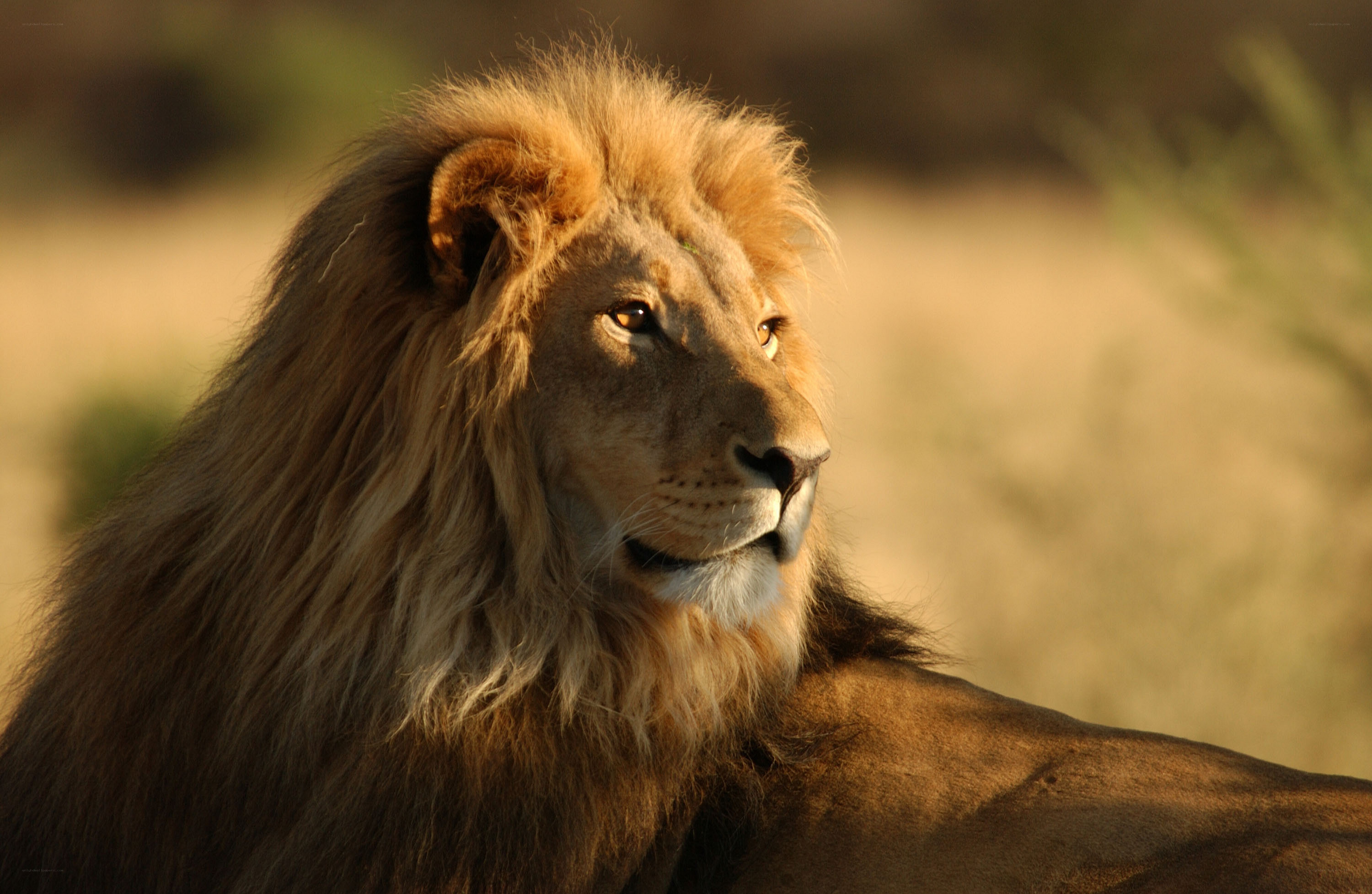 Lion in golden light