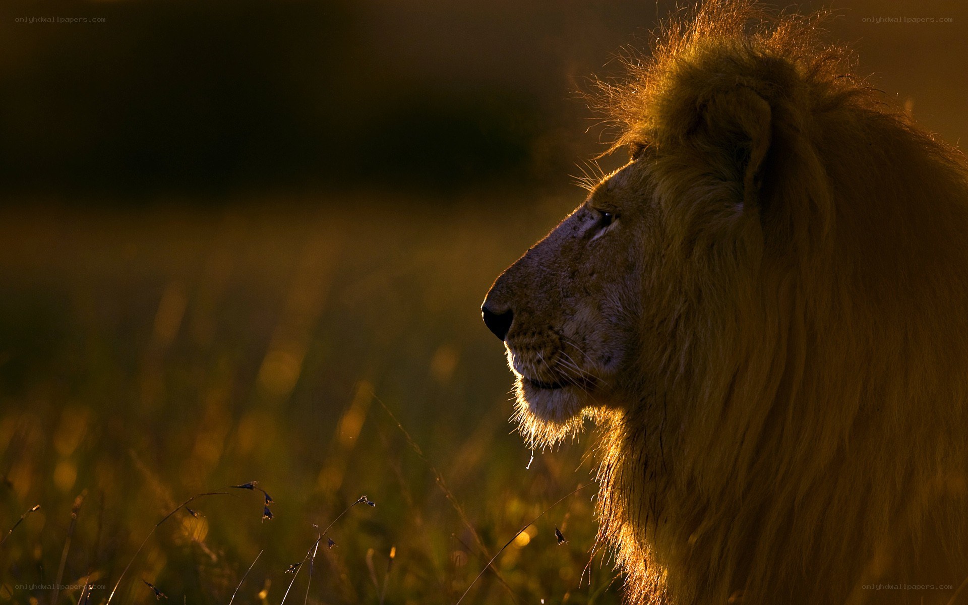 Lion in golden light