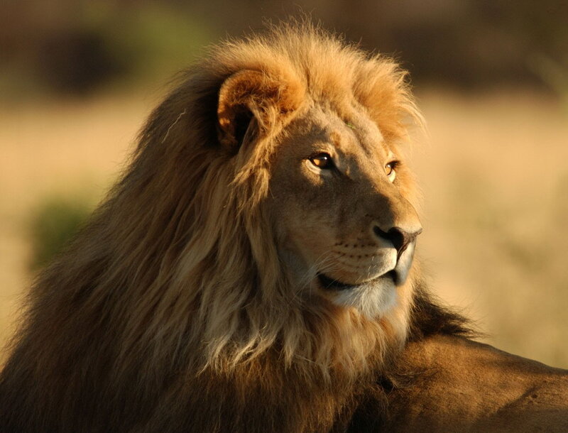 Lion in golden light
