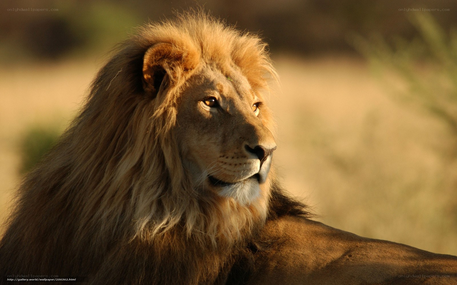 Lion in golden light