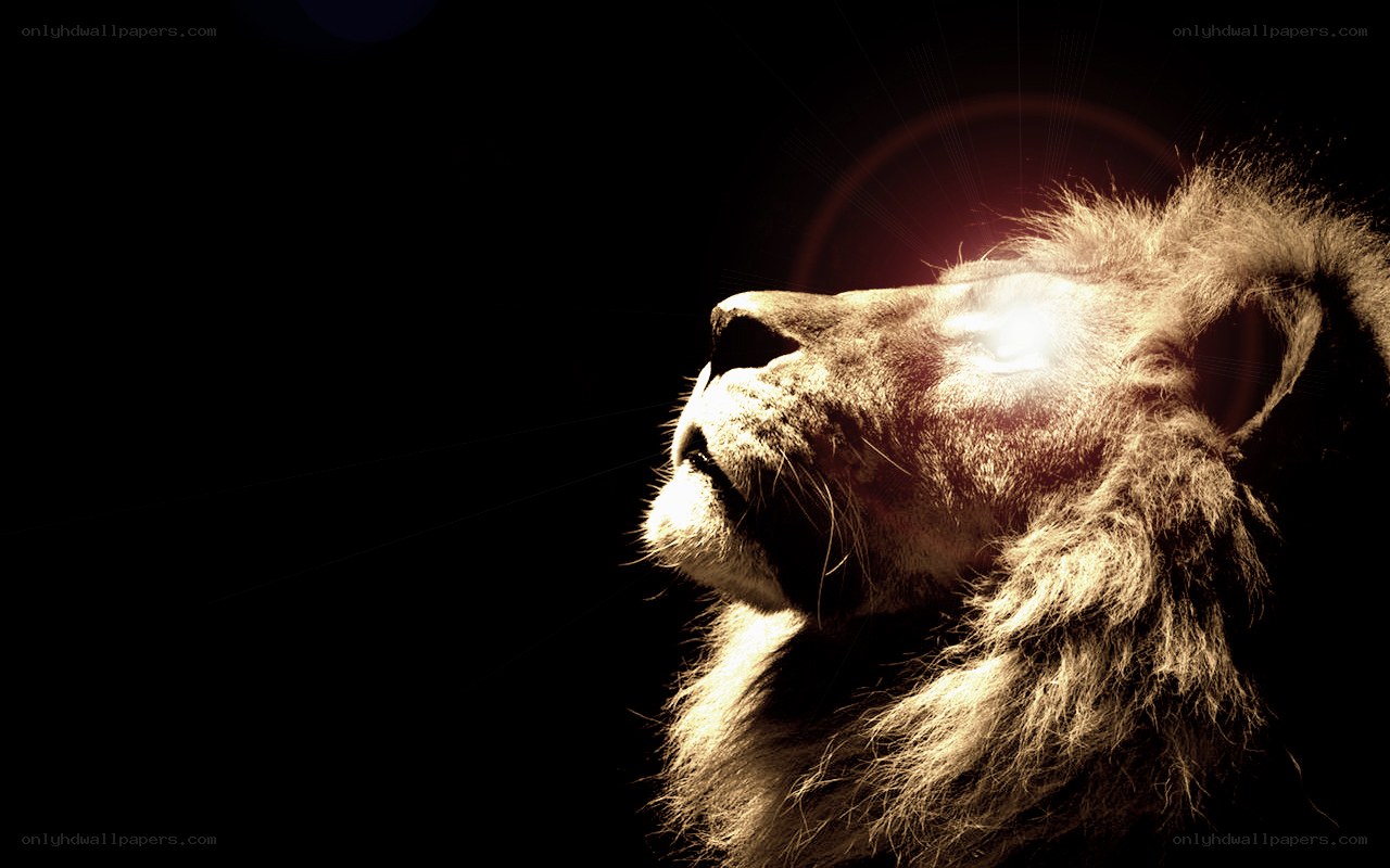lion in golden light