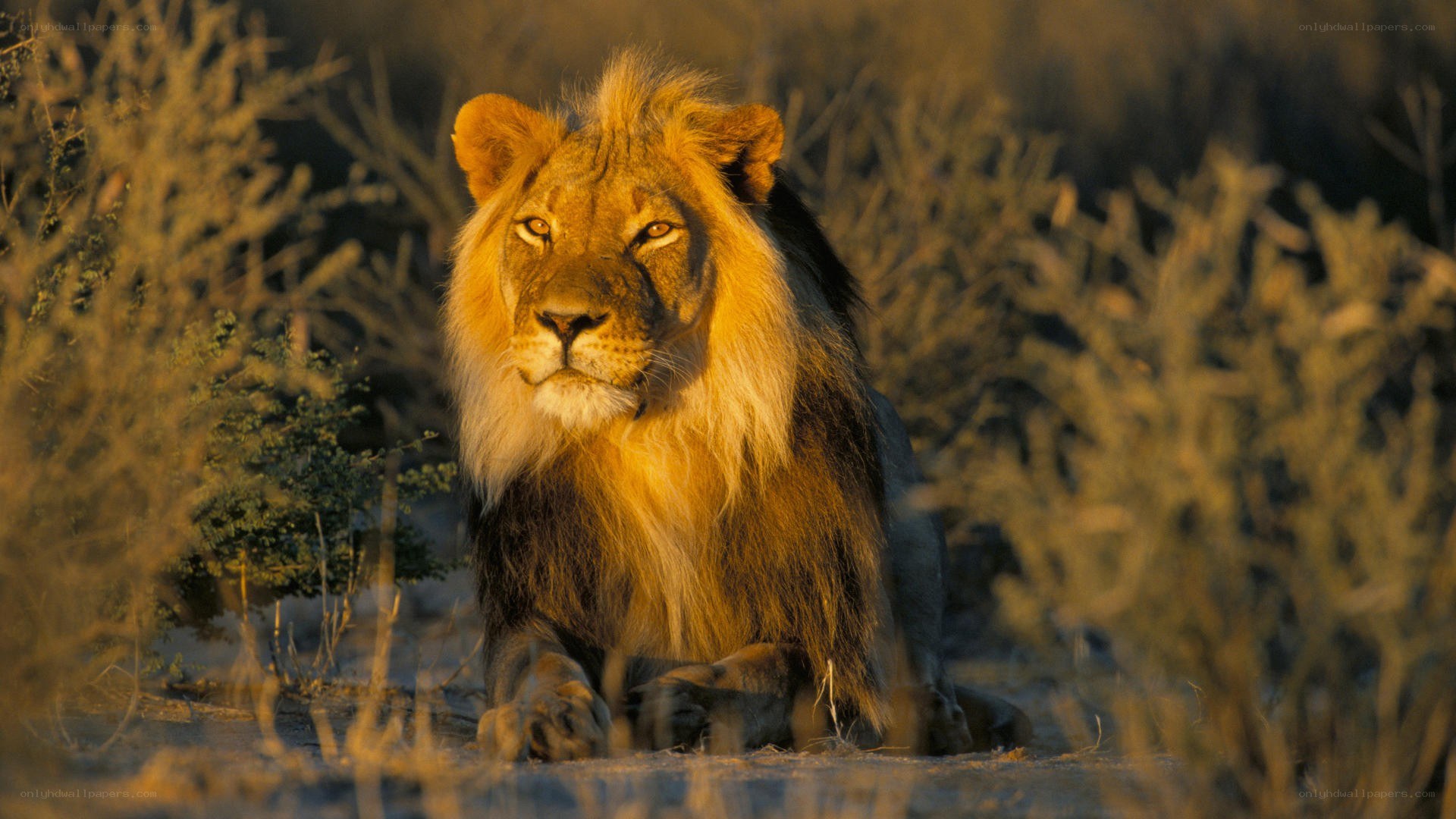 Lion in golden light