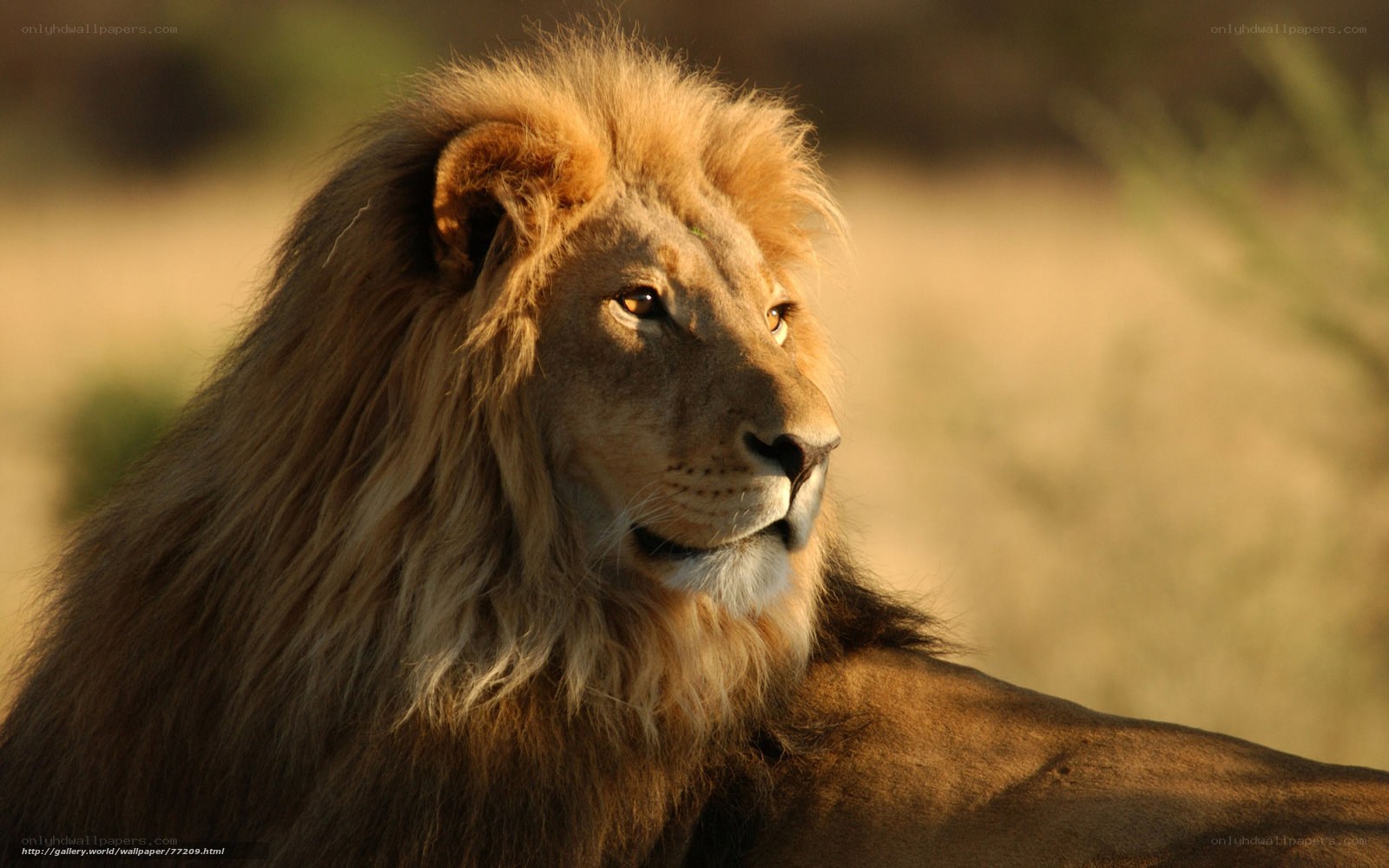 Lion in golden light