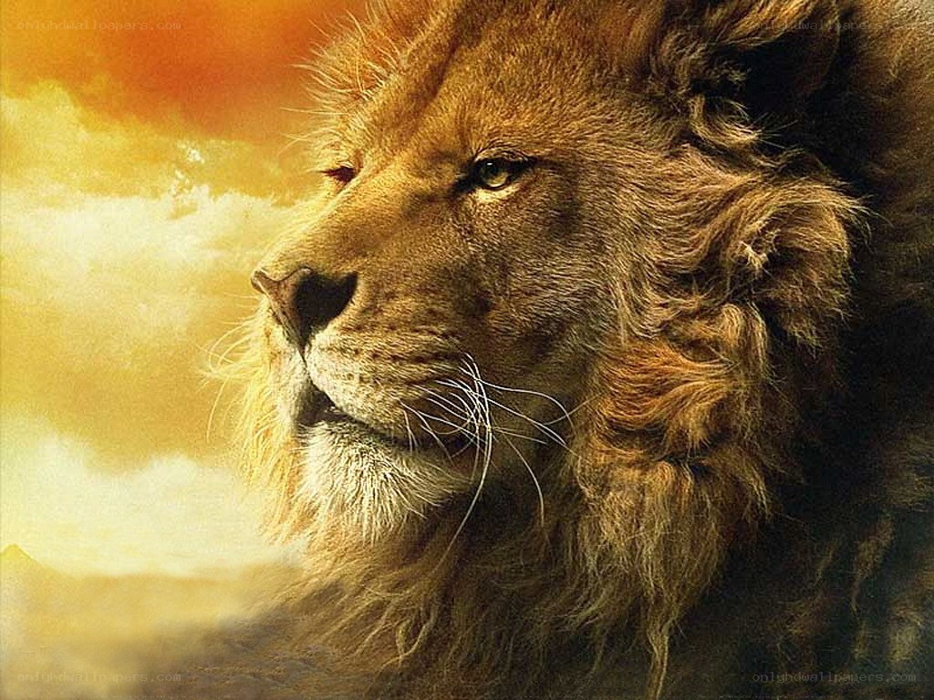 Lion in golden sunset