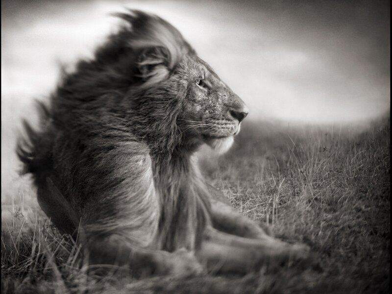 Lion in Grass — Black, Dramatic
