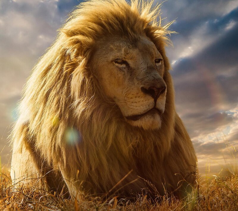 Lion in Grass — Brown, Dramatic