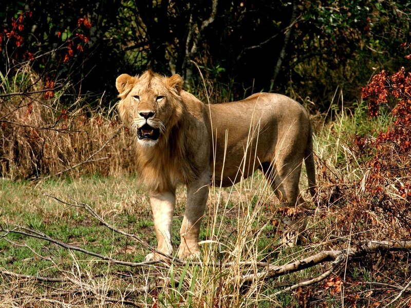 Lion in Grass — Brown, Natural