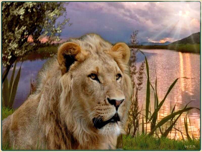 Lion in Grass — Brown, Serene
