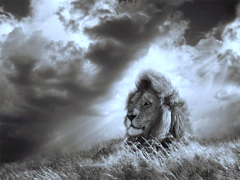 Lion in Grass — Gray