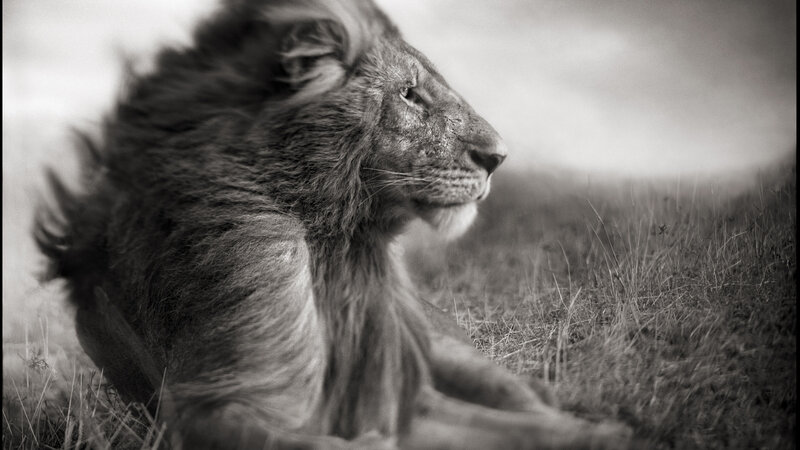 Lion in Grass