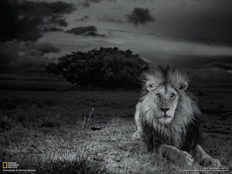 Lion in Grassland — Black