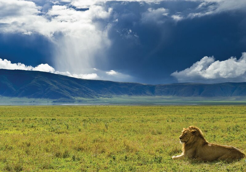 Lion in Grassland