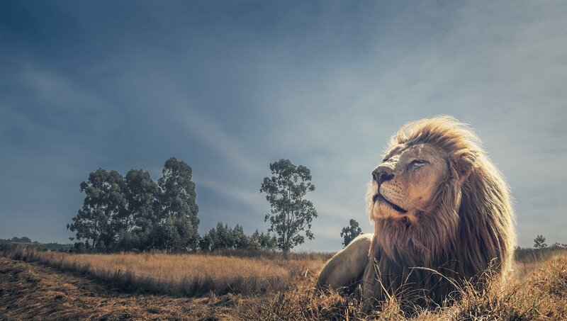Lion in Grassy Field — Brown