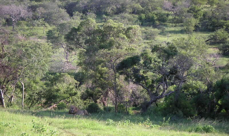 Lion in Grassy Field — Green