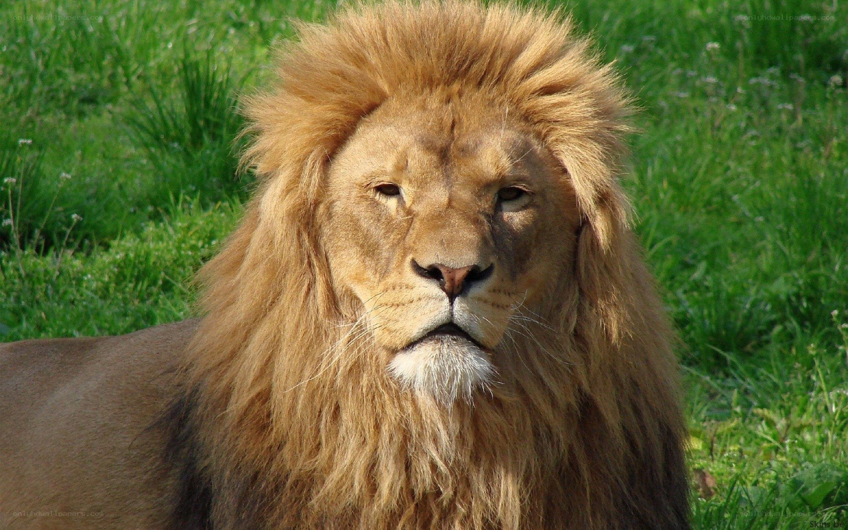 Lion in grassy field
